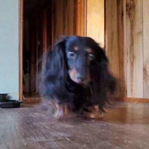 Meet your Posher, Renee